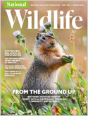 National Wildlife uses riveting text and captivating images to educate readers about conservation issues and to explore the latest discoveries affecting the natural world. National Wildlife places spe ...